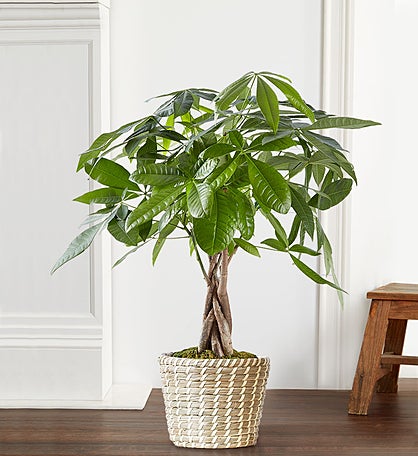 Money Tree